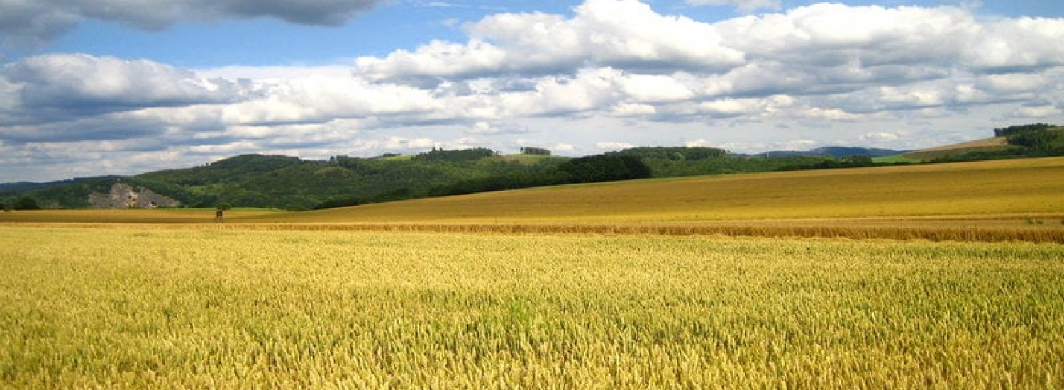 Аграрії, бізнес та влада обговорили питання участі громад у реалізації державної політики у сфері земельних відносин на Луганщині