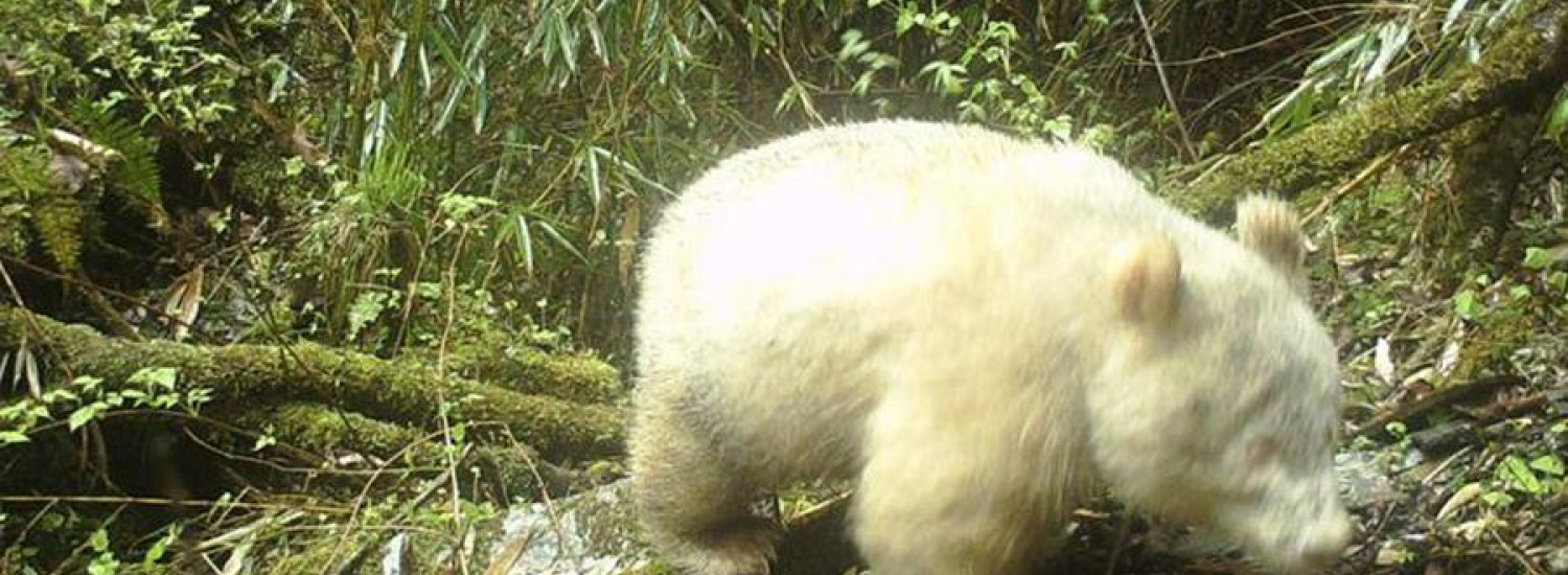 ﻿Єдина в світі гігантська панда альбінос потрапила на відео