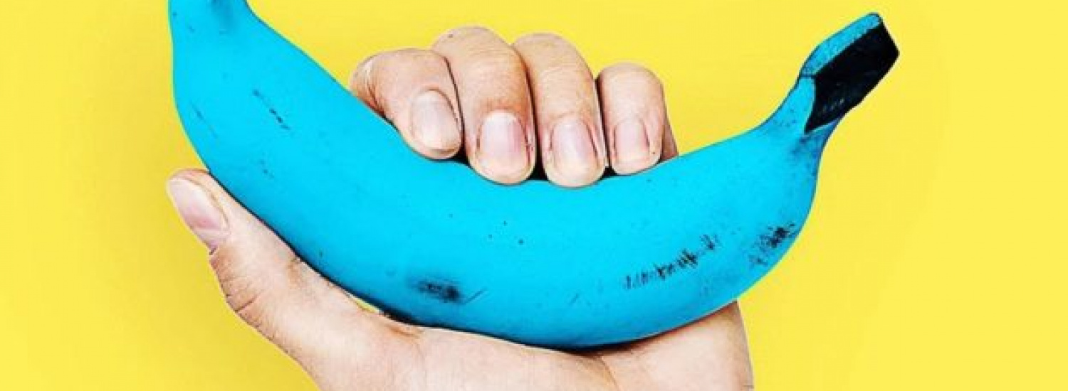 ﻿Унікальний сорт бананів блакитного кольору (ФОТО)