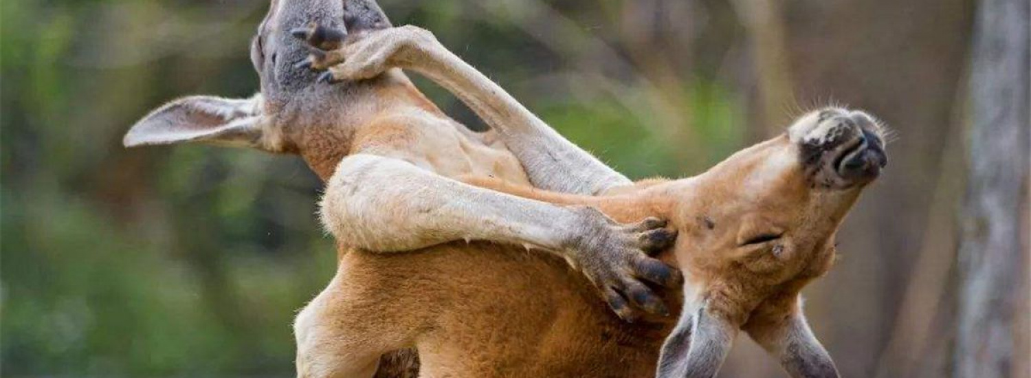 ﻿Бійка по-австралійськи: кенгуру побилися біля пабу (ВІДЕО)