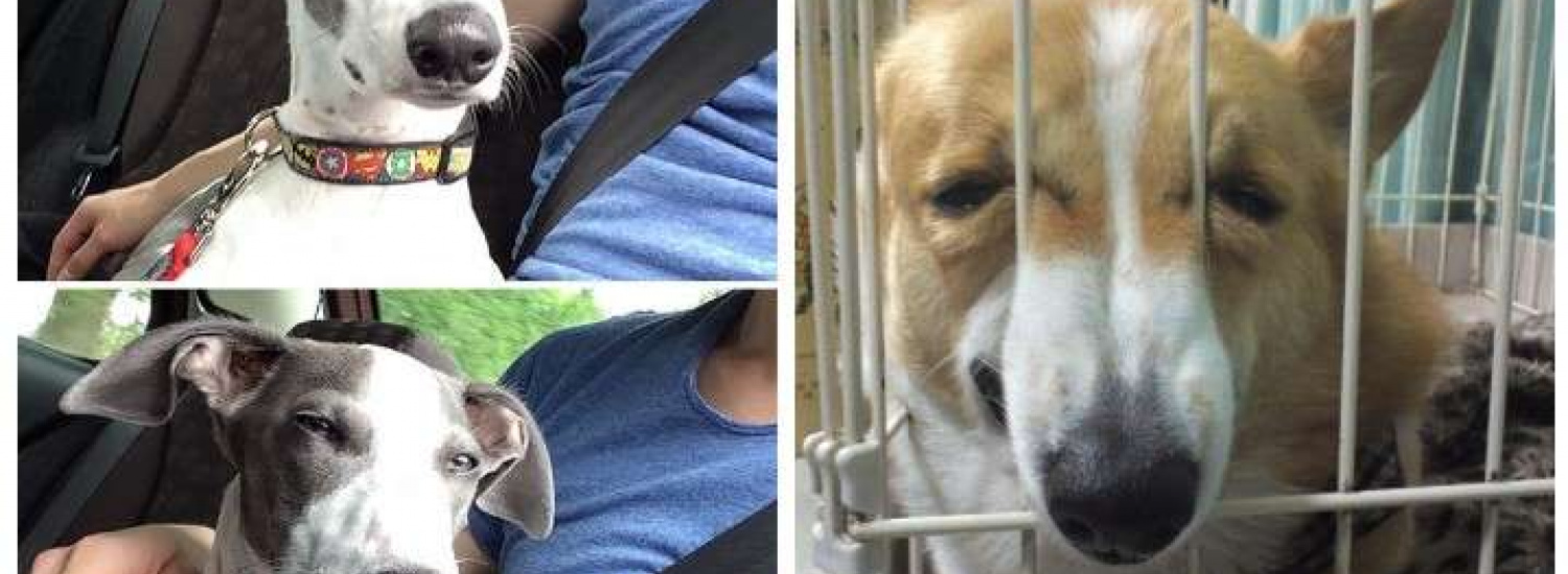 ﻿Коли собаки зрозуміли, що їх ведуть до ветеринара, а не в парк: курйозні фото