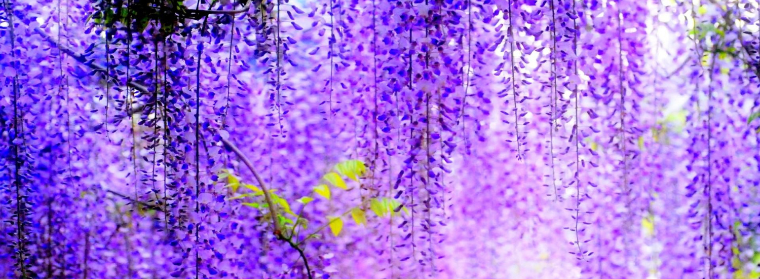 Пориньте у казку: де можна побачити найкрасивіше в світі 150-річне дерево гліцинії