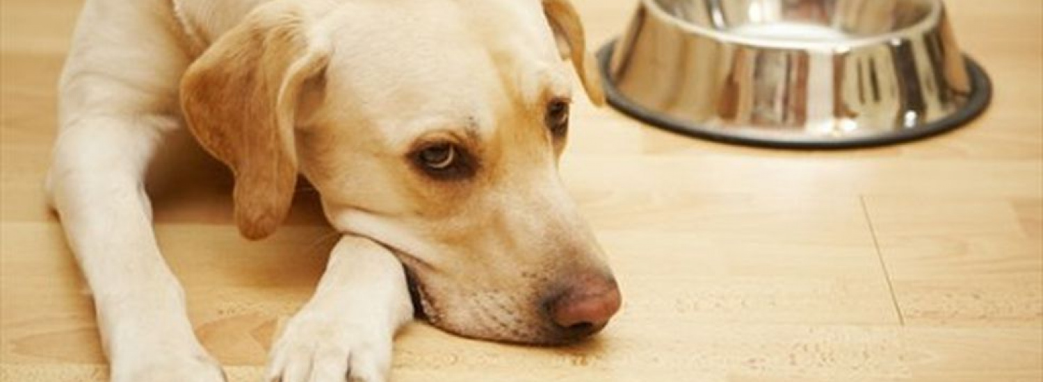 ﻿Курйоз: реакція собаки на дієту підкорила користувачів мережі (ВІДЕО)