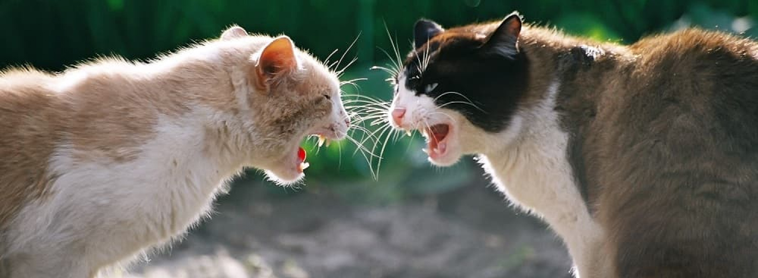 ﻿Бої без правил: двоє котів влаштували кумедну бійку і розсмішили мережу (ВІДЕО)