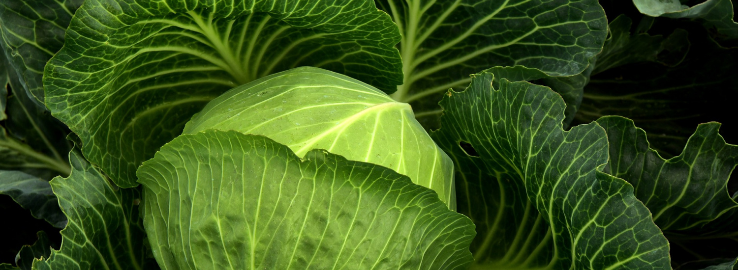 Їжте капусту та худніть: дієтологи розповіли про користь білокачанної капусти
