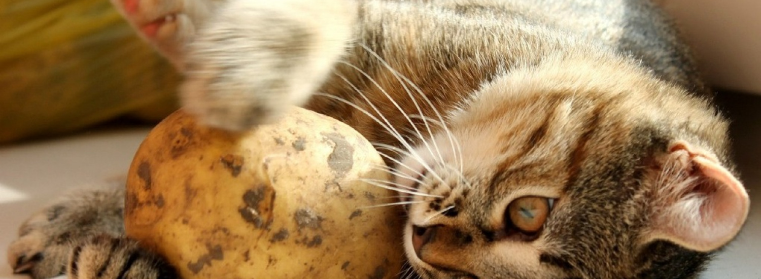 ﻿Нахабний кіт вирішив вкрасти картоплю з холодильника і розсмішив мережу (ВІДЕО)