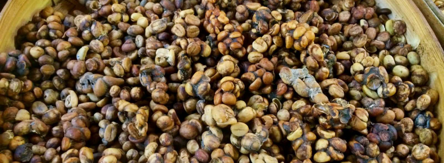 ﻿Розкрито секрет найдорожчої кави у світі - лювак та його пахучі кавові фекалії