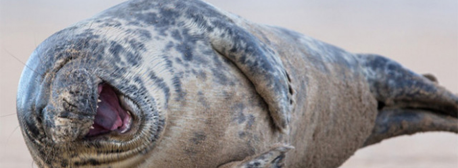 ﻿Тюлені, які почули найсмішніший жарт у світі (ФОТО)