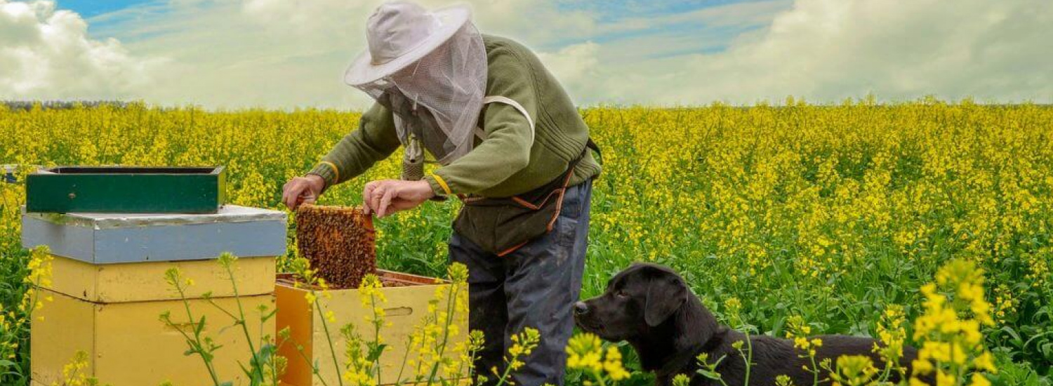 ﻿Влада і бджолярі разом розвиватимуть «медовий» бізнес на Луганщині