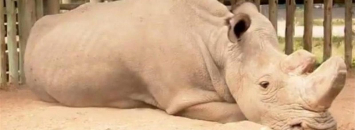 ﻿Вчені показали як виглядає північний білий носоріг, що знаходиться на межі зникнення (ФОТО)