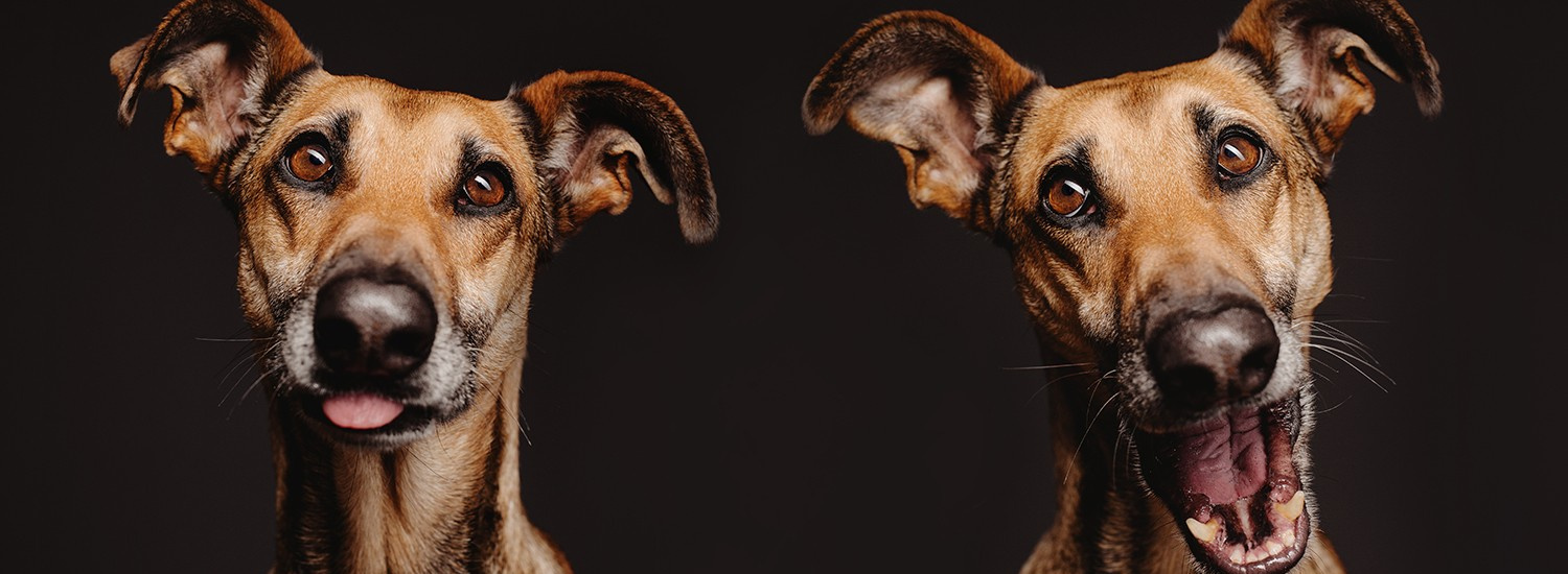 ﻿Чотирилапі друзі: фотограф робить чарівні портрети допитливих собак (ФОТО)