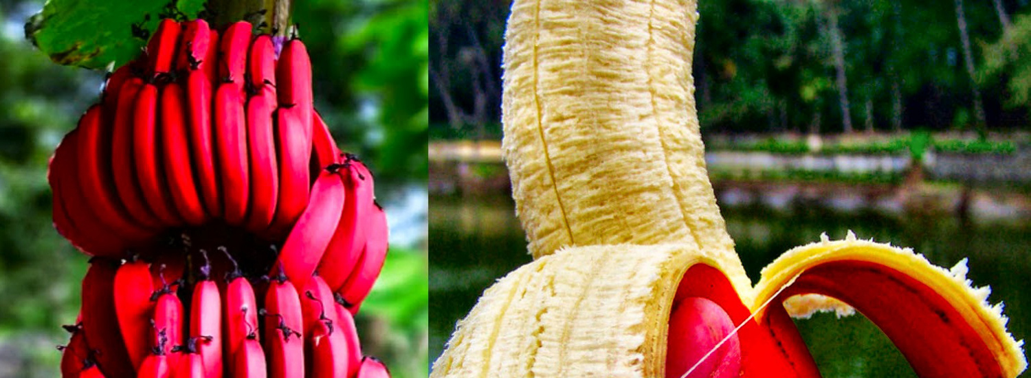﻿Українка виростила вдома рідкісні рожеві банани: фото дивини