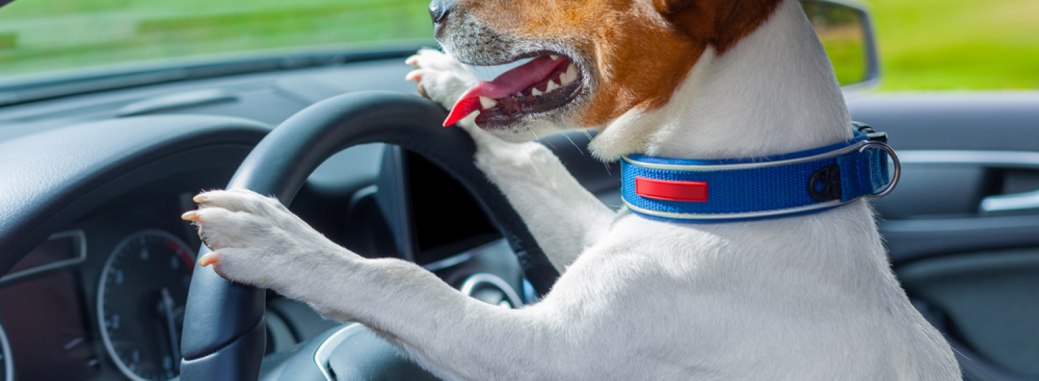 ﻿У Флориді мешкає собака водій, яка керує авто краще за господаря