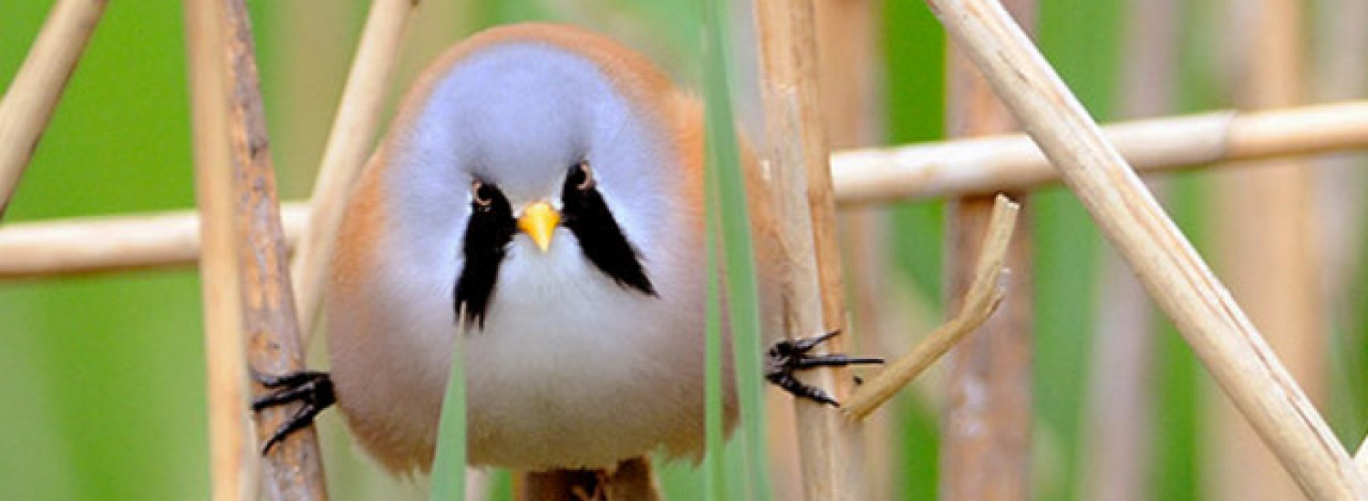 ﻿Вусата синиця: смішний круглий птах, який вміє робити ідеальний шпагат (ФОТО)