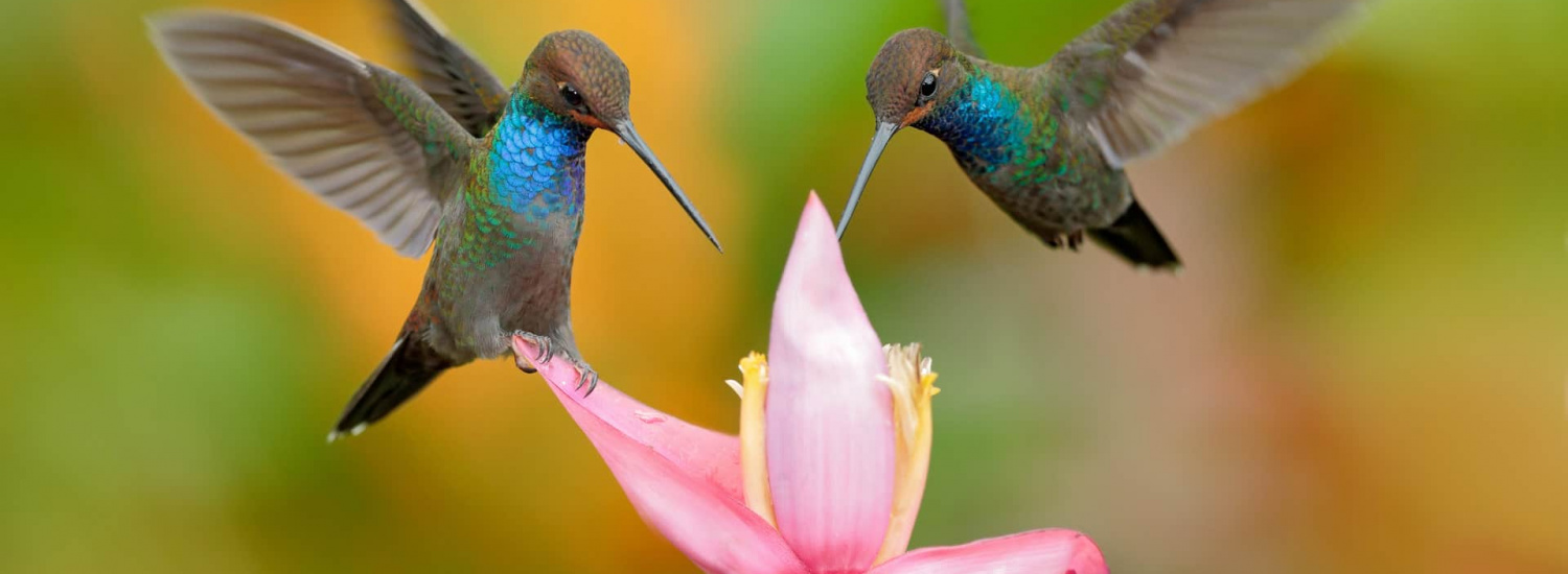 ﻿«Пернаті інтелектуали»: 5 найрозумніших птахів, на думку вчених