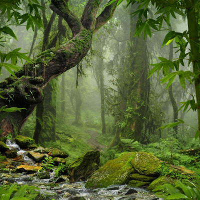 У лісах Амазонки дослідки знайшли загублне місто площею 5 315 квадратних кілометрів