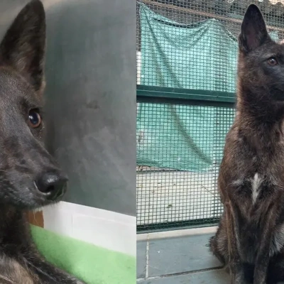 Виявлено випадок гібридизації між домашнім собакою та пампаською лисицею: відео