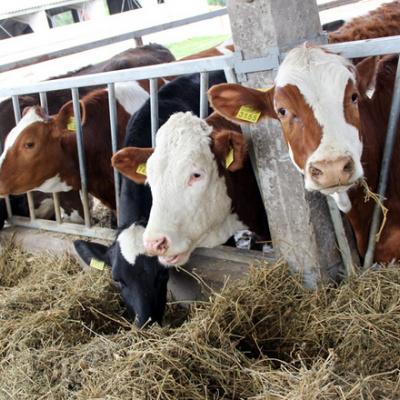 Українські виробники кормів для тварин отримали нові можливості експорту до Північної Македонії