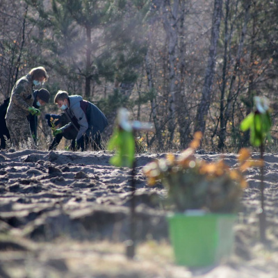 Понад 50 тисяч саджанців дубів висадили на Луганщині у рамках програми Президента «Зелена країна»