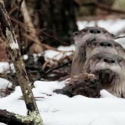 ﻿Невдалі, але смішні та забавні фото дикої природи