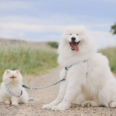 Дружба усміхненого пса Каспера і сердитого кота Ромео підкорила мережу (фото)