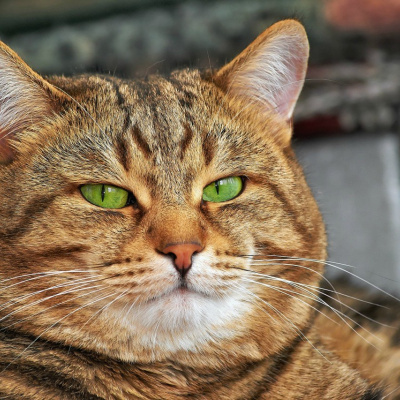 ﻿Пухлий кіт зі здивованою мордою підкорив мережу (ФОТО)