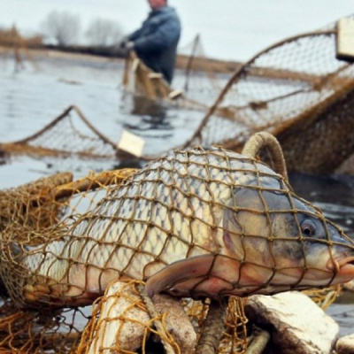 До уваги риболовів: Держрибагенство визначило перелік областей, де вилов риби заборонений