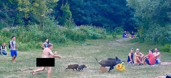 Дикі кабани поцупили у нудиста на пляжі важливі "причандали"