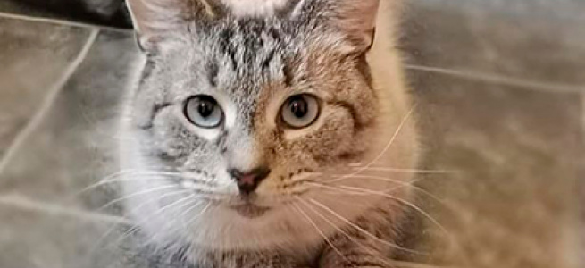 Коту з Уельса надіслали листа з погрозами