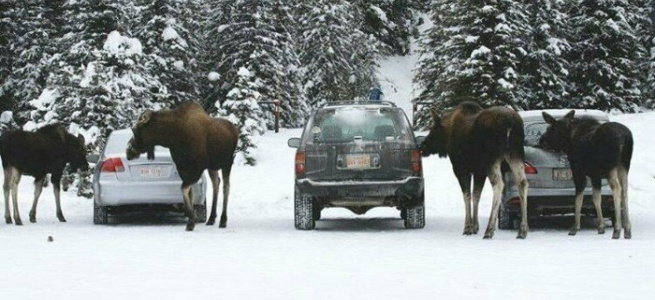 ﻿Навіщо лосі взимку облизують автомобілі? (ФОТО)