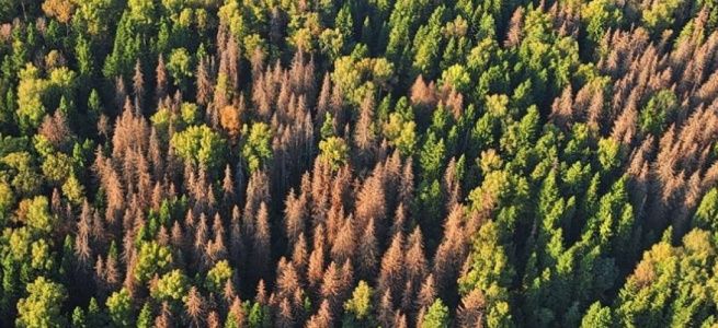 В Україні створять національну базу лісів