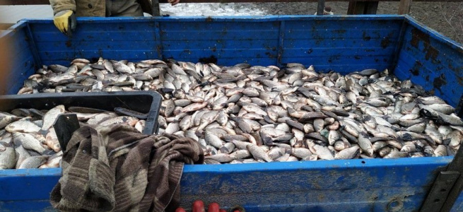 На Вінничині затримано рибака, який виловив пів тонни риби, завдавши державі збитків на сумму 239 тисяч гривень