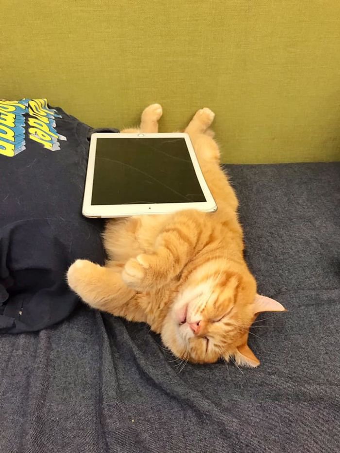 кот и планшет