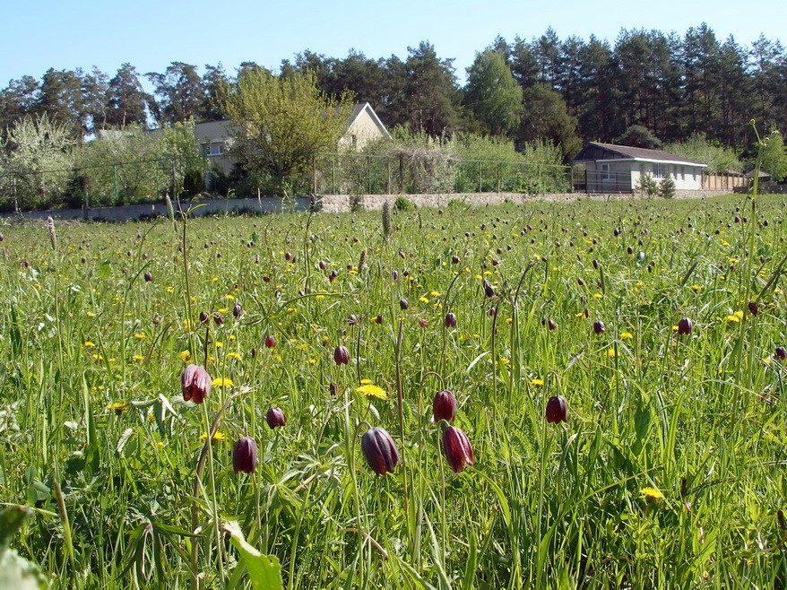 лука, рябчіки