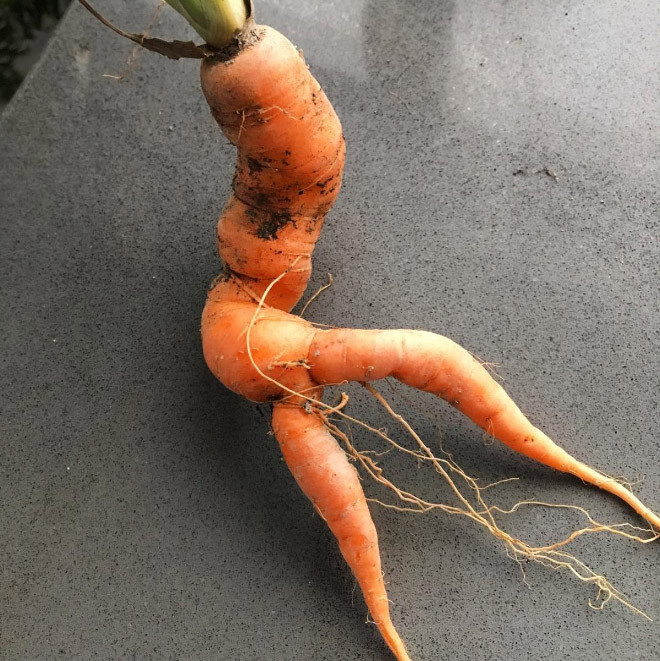 морк 4