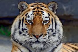 тигр 6