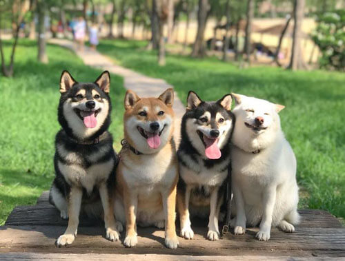 улыбка пса