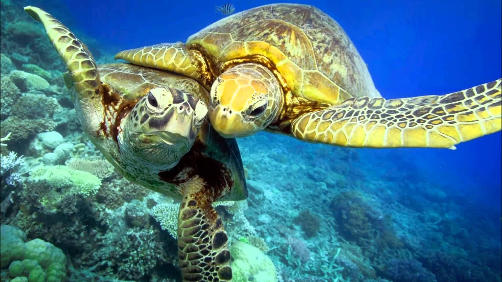 Симметрия черепахи. Черепаха Каретта-Каретта. Черепаха бисса (Каретта). Зеленые черепахи большой Барьерный риф. Морская черепаха.