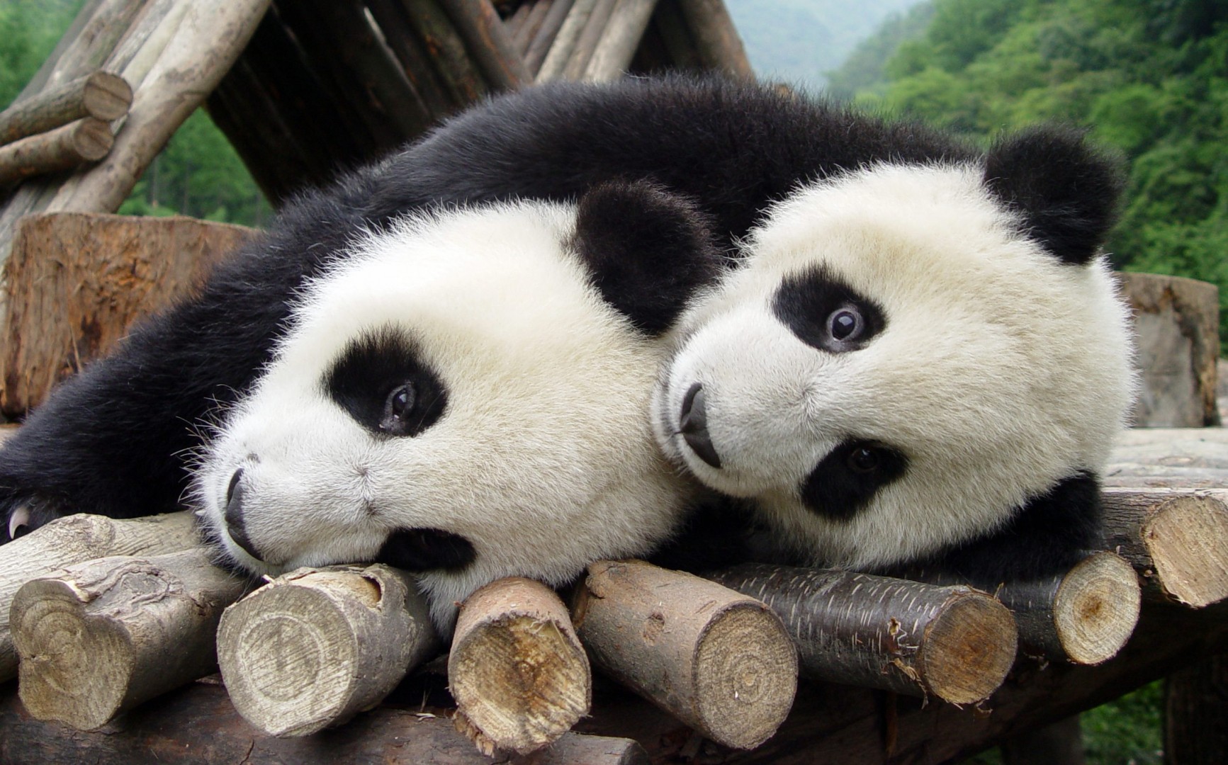 Обнять панду. Панды. Медведь Панда. Панда фото. Милые панды.